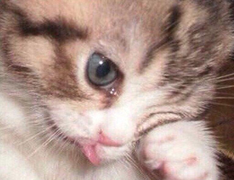 cyroket2585 release date