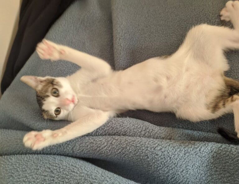 is 2579xao6 easy to learn