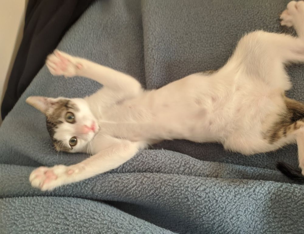 is 2579xao6 easy to learn