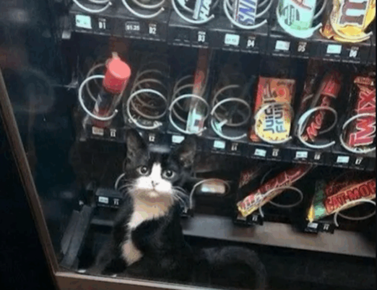 new software rcsdassk