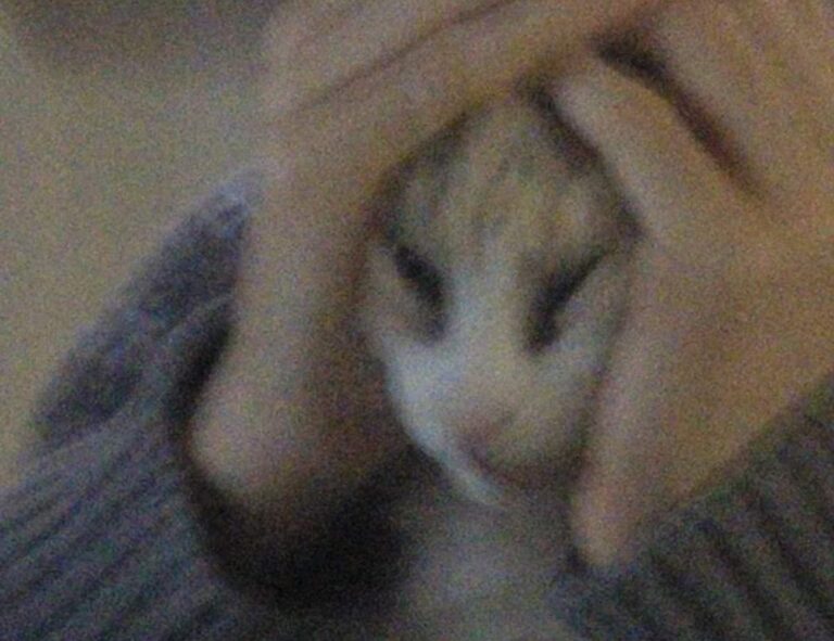 software name meetshaxs