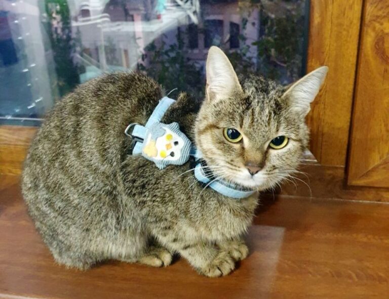 software ralbel28.2.5 issue