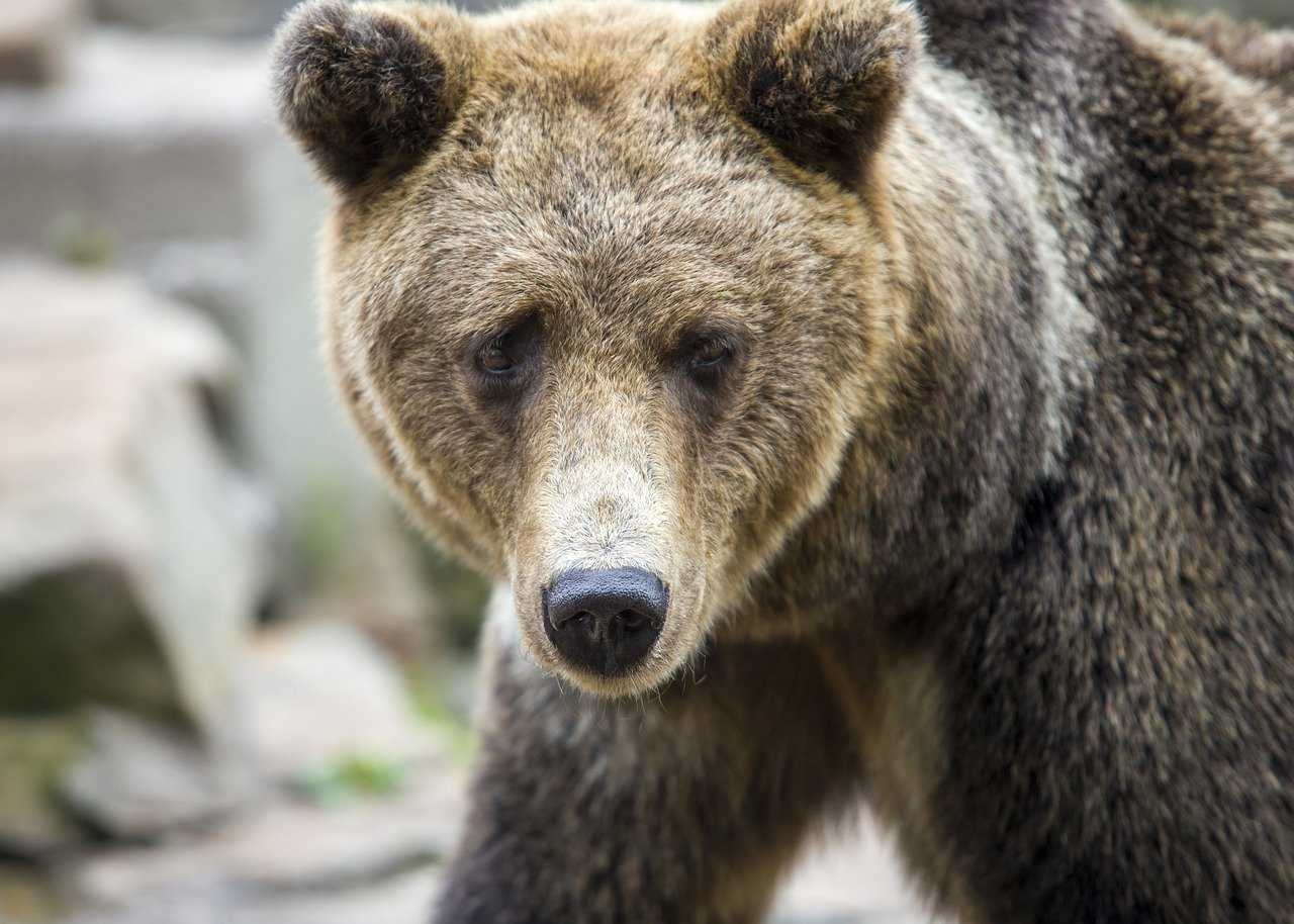 when was the game innerlifthunt released