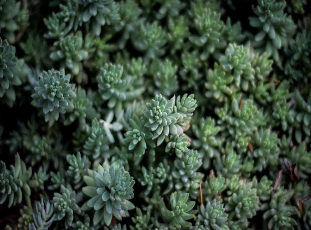 The Actor Behind the Cartel Boss: Marco Rodríguez